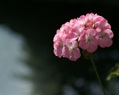 Tapeta Nature Flowers 482.jpg